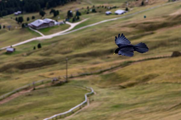 Alpkaja i Dolomiterna