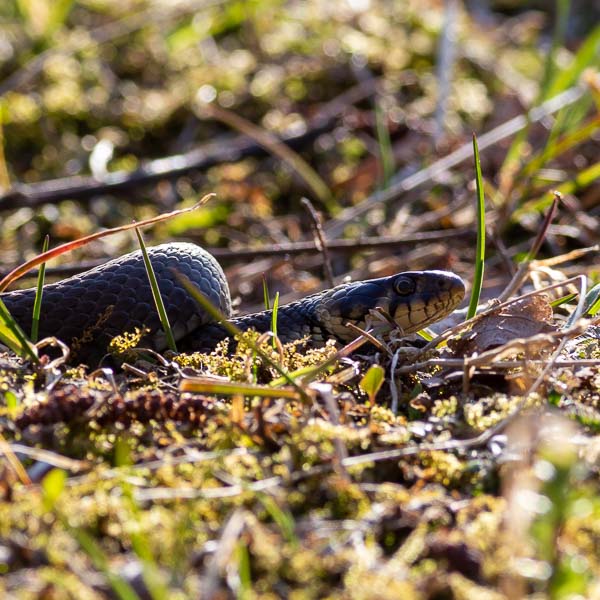 Snok vid Stensholmsdammen