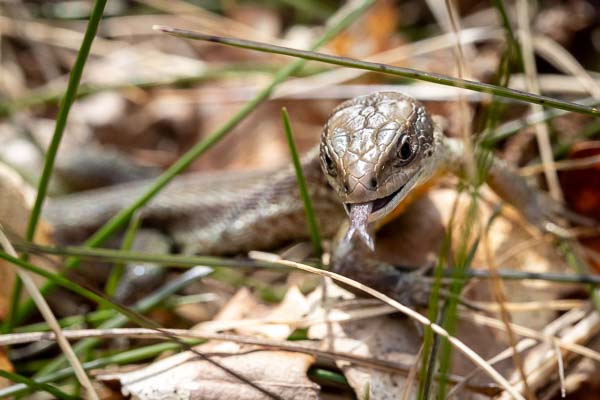 Närkontakt med Skogsödla