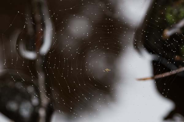 Spindelnät med daggdroppar