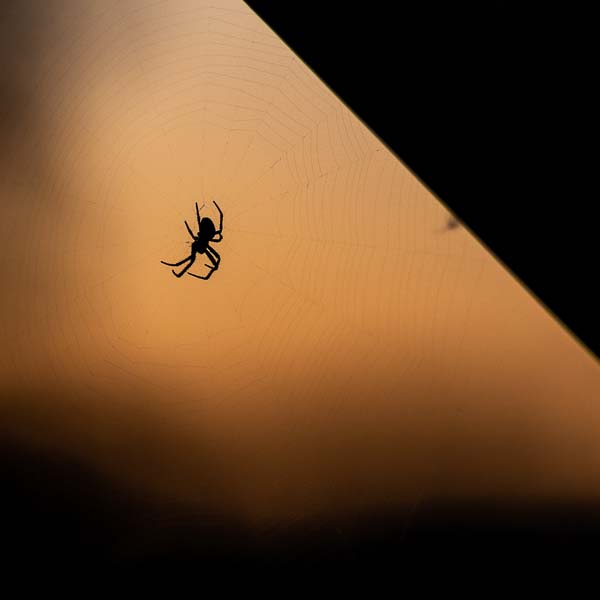 Spindel i solnedgång